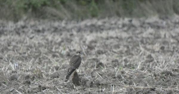 A kis sólyom, mint egy elegáns téli vendég, varázslatosan ékesíti a Körös-Maros Nemzeti Park végtelen pusztáit.