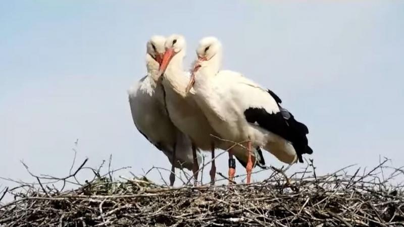 Ez a bagoly olyan furcsa módon viselkedik, mintha gónya lenne! Eddig még sosem találkoztunk hasonlóval - nézd meg a videót!