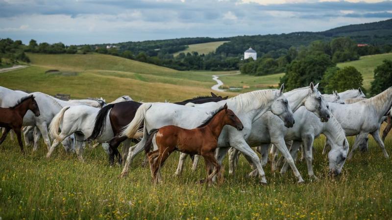 A csipkéskúti erdő mély zöldjében, ahol a fák lombkoronája titokzatos árnyakat vet, a lovak kecsesen száguldanak. Szőke és sötét tölgyek között vágtatnak, patáik nyomán a talaj megrezzen, mintha a föld is érezné az életörömüket. A szél lágyan fúj, és a fá
