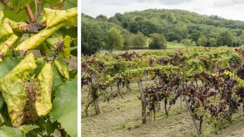 Az ültetvényeket bejárták a borászok, termelők és szakértők, akik mind elkötelezetten harcolnak az aranyszínű sárgaság fenyegetése ellen.