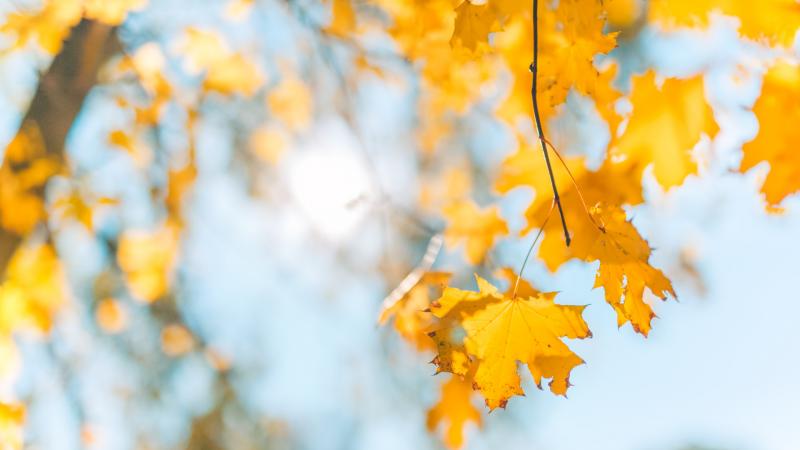 Az ősz varázsa a meleg szeptember és a hűvös november ellentétében bontakozott ki.