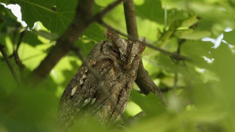 Bagolyszámlálás: Támogassuk a szakértőket! | National Geographic