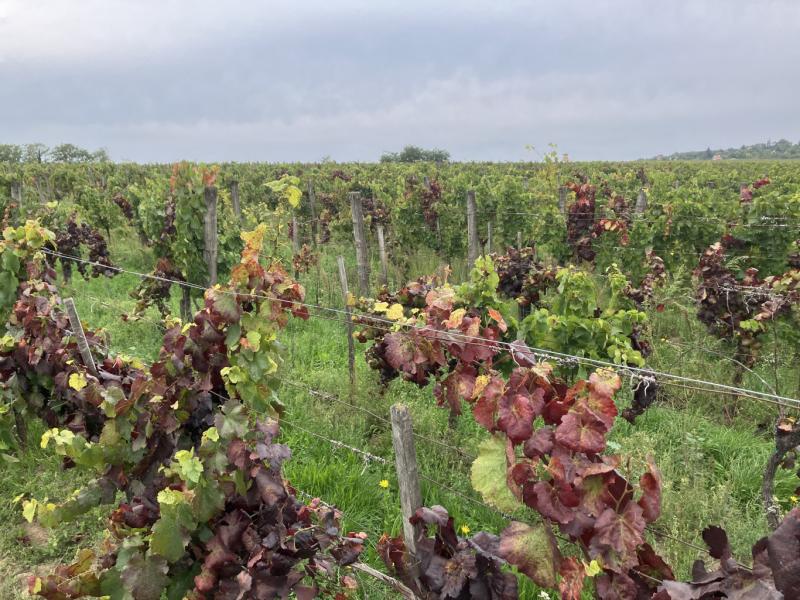 Csak egy kivétellel az ország minden borvidékén felfedezték a gyilkos szőlővészt.