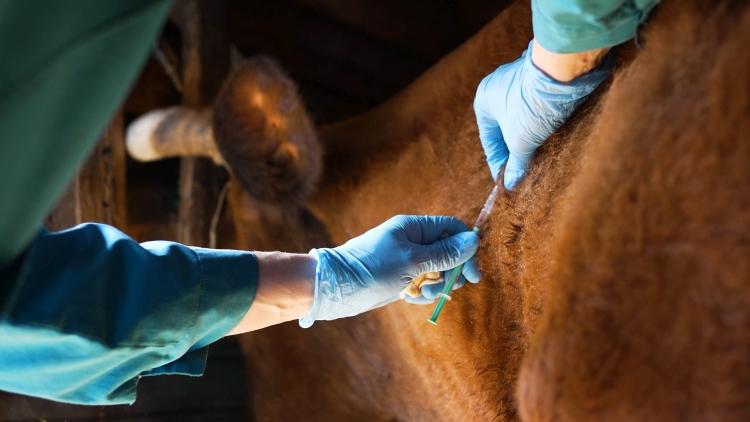 A bőrcsomósodás-kór terjedése aggasztó mértékeket öltött, ezért szigorú korlátozások léptek életbe. Az agrárszektor számára rendkívül fontos, hogy a betegség terjedését megakadályozzák, így a hatóságok különböző intézkedéseket vezettek be a fertőzés ellen