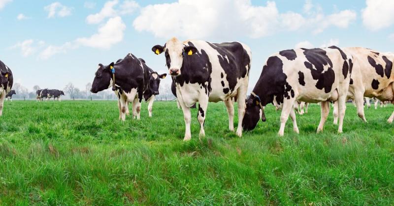 Kutyasétáltatás közben egy volt ápolónőre támadtak a tehenek, sajnos az eset végzetes kimenetelű lett.